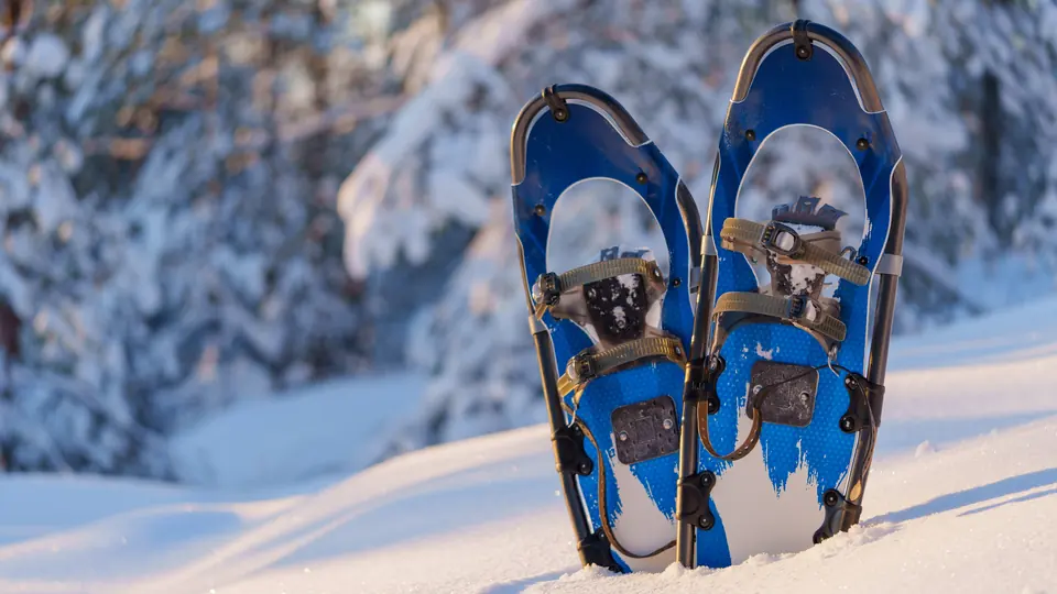 To blå truger står i snøen foran en snødekket skog