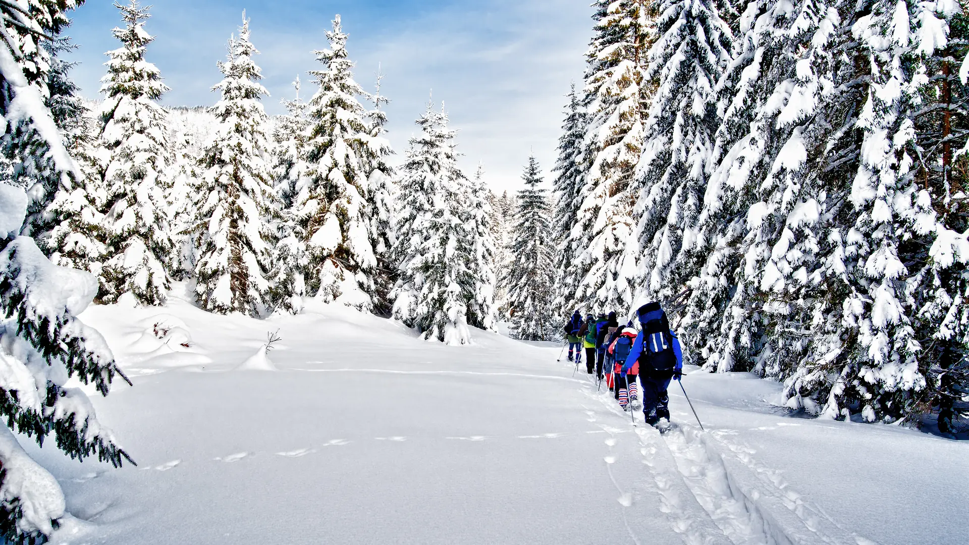 En gruppe på tur gjennom en skog med snødekte grantrær